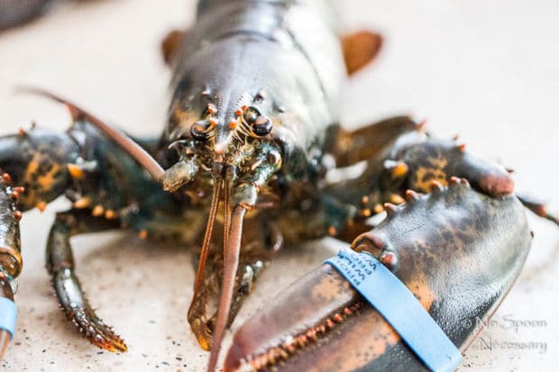 Straight on shot of a live lobster before boiling.