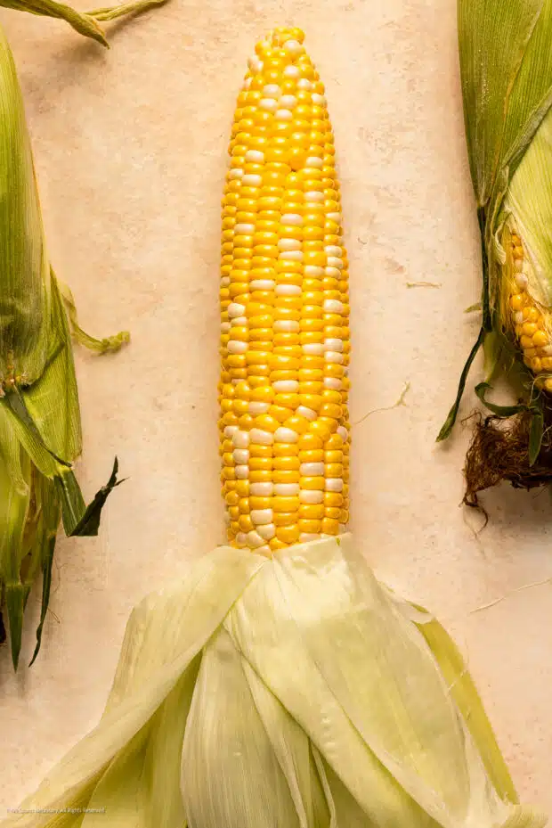 Overhead photo of a fresh corn of cob with the husk peeled back to reveal the kernels.