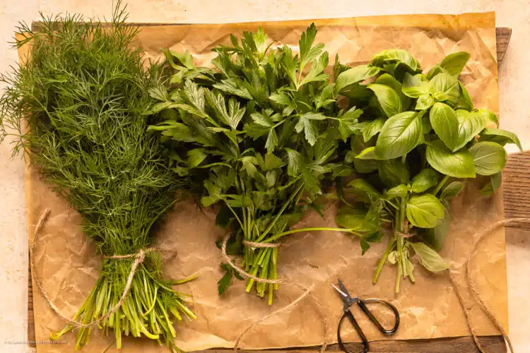 Overhead photo of three bundles of fresh herbs - dill, flat leaf parsley, and basil - on a clean work surface with a pair of kitchen shears.