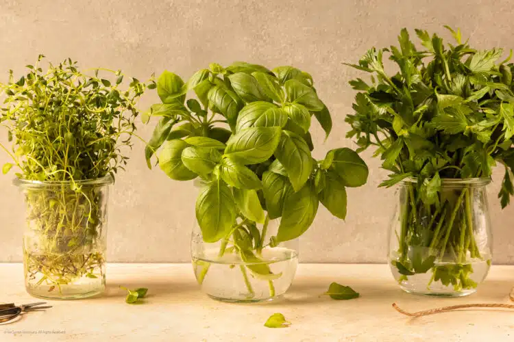 Straight on photo illustrating how to store fresh herbs in a vase of water.